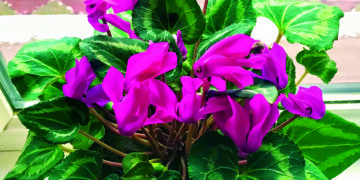 Цикламен зацвіте до свят