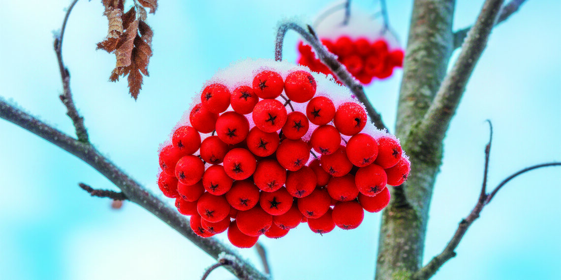 Грудень на городі, в саду та квітнику
