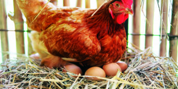 Аби кури краще неслися