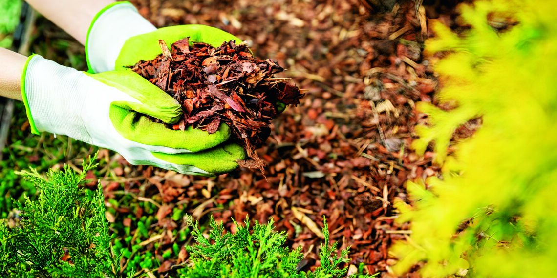 Мульчували, мульчували, та дещо не врахували
