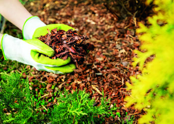 Мульчували, мульчували, та дещо не врахували