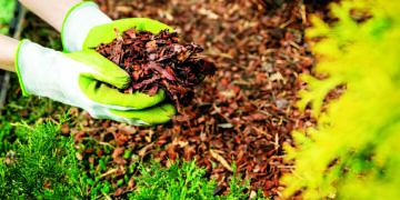 Мульчували, мульчували, та дещо не врахували