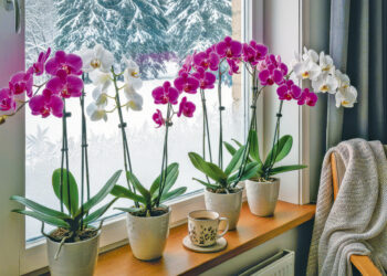 Чи підживлювати орхідеї