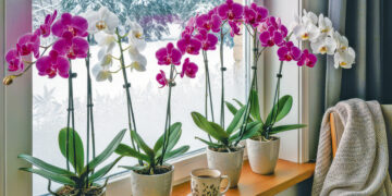 Чи підживлювати орхідеї