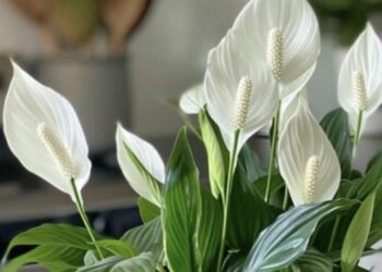 Якщо хочеться «жіночого щастя»