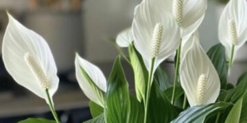 Якщо хочеться «жіночого щастя»