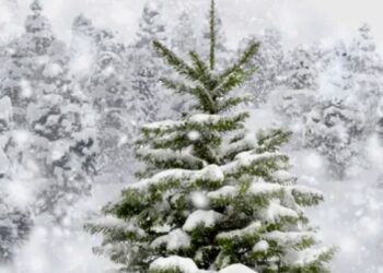 Відповідальність за самовільну вирубку ялинок