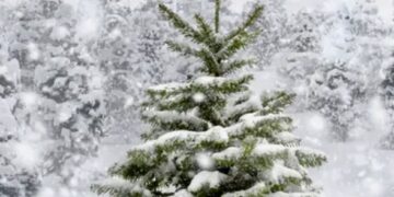 Відповідальність за самовільну вирубку ялинок