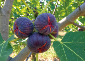 Молодий інжир зимує в теплі