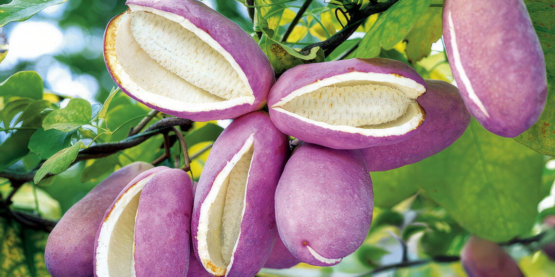 Ліана з шоколадним ароматом