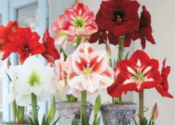 Оксана Кузів: “Мусимо залишатися людьми, для котрих любов мусить бути всепереможною”