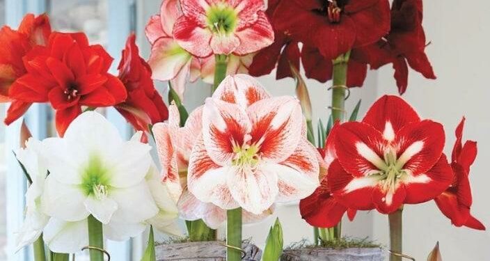 Оксана Кузів: “Мусимо залишатися людьми, для котрих любов має бути всепереможною”