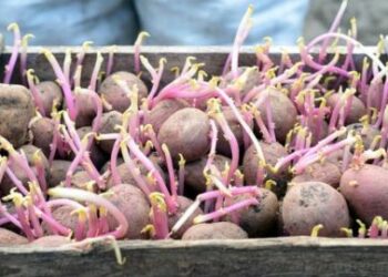 Картопля весну відчуває