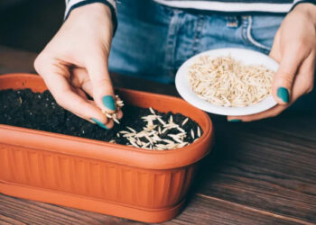 Щоб насіння швидше проросло