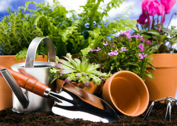 Починаємо підживлювати вазони