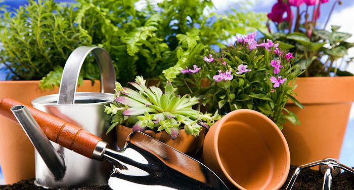 Починаємо підживлювати вазони