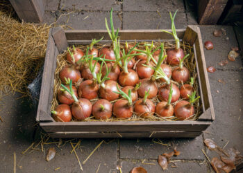 Чому проростає цибуля