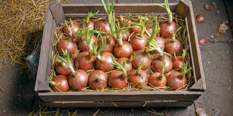 Чому проростає цибуля