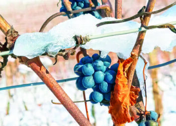 Трудові гарантії ветеранів