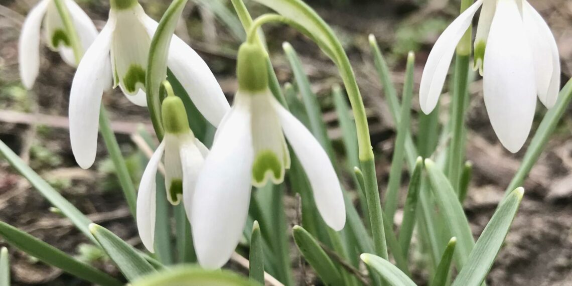 «Вікна» у весну