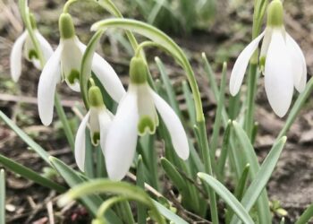 «Вікна» у весну