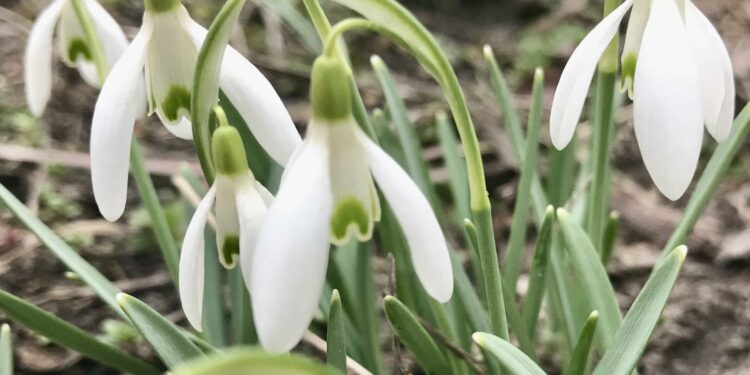 «Вікна» у весну