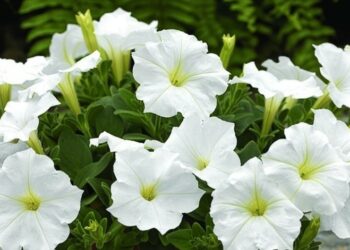 Петунія — з насіння, сурфінія — з живців