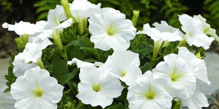 Петунія — з насіння, сурфінія — з живців