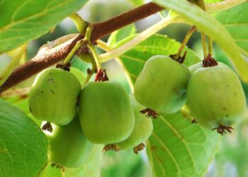 Ківі з власної ділянки — це реальність