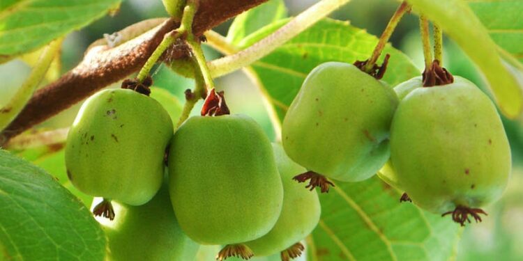 Ківі з власної ділянки — це реальність