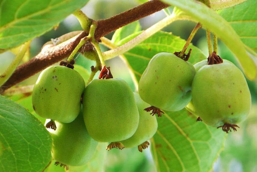 Ківі з власної ділянки — це реальність