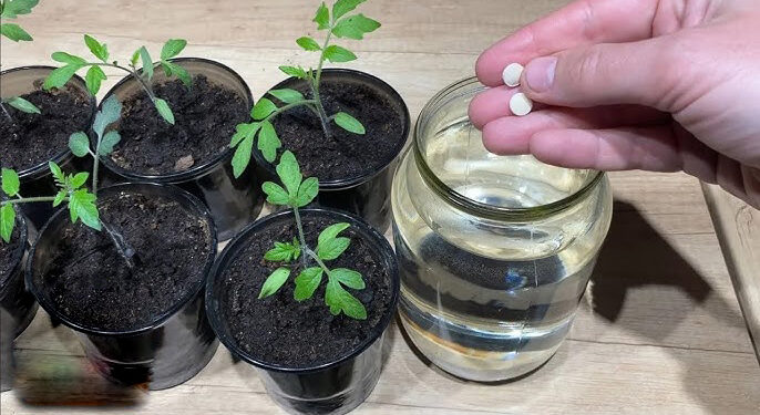 Аптечні препарати допоможуть розсаді