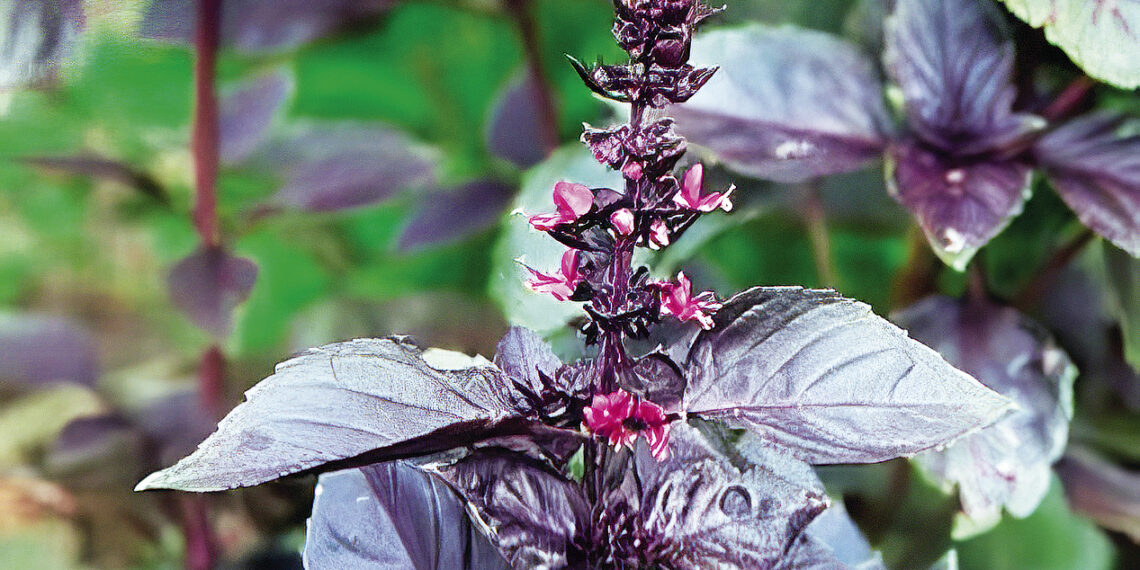 Щоб красень-базилік до грядок швидко звик