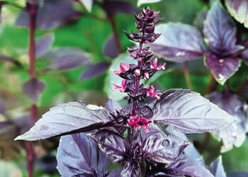 Щоб красень-базилік до грядок швидко звик