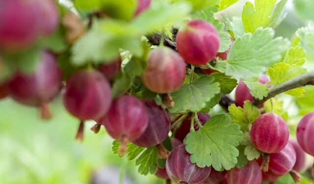 Не в смітник, а знов на клумбу