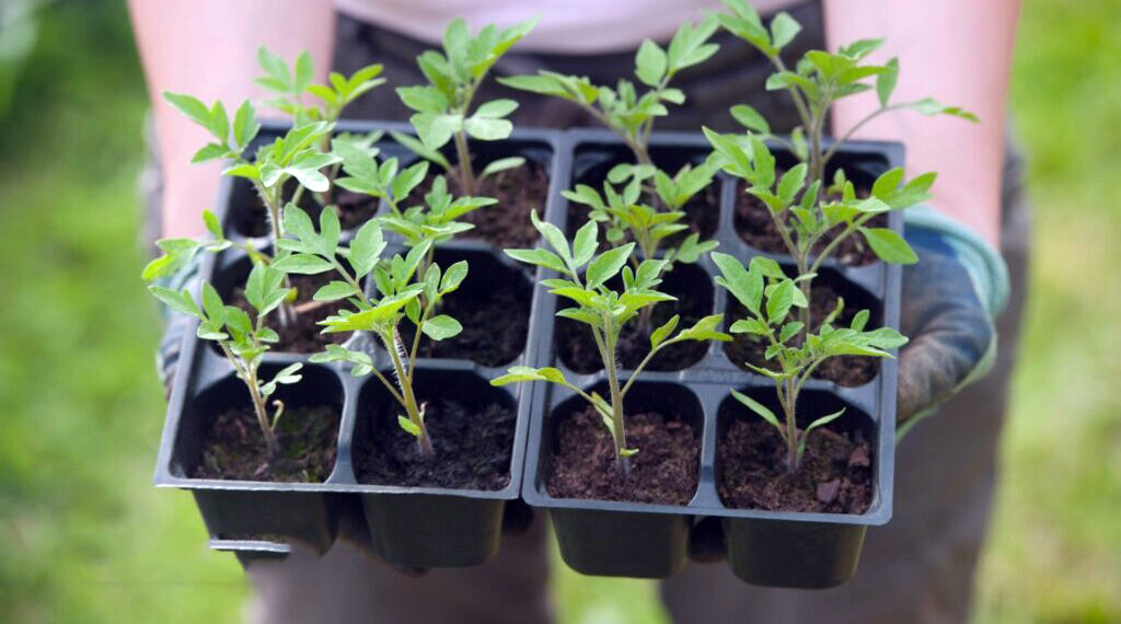 Блідість розсади — ще та завада