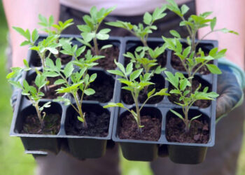 Блідість розсади — ще та завада