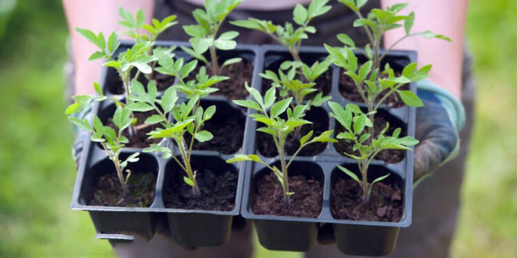 Блідість розсади — ще та завада