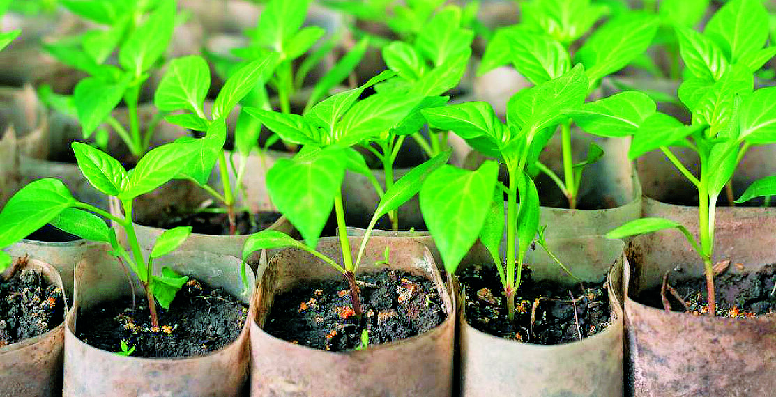 Глід потребує регулярного обрізування