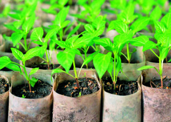 Глід потребує регулярного обрізування