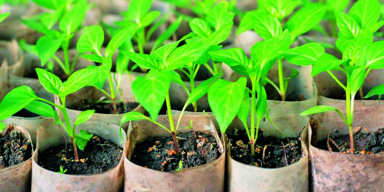 Глід потребує регулярного обрізування