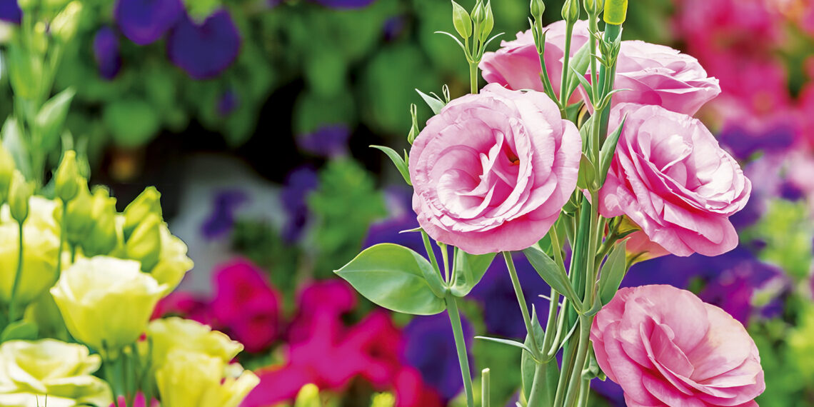 Посів еустоми не відкладають