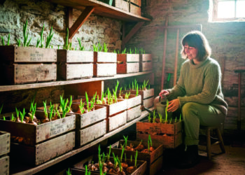 Гладіолуси у сховищі почали проростати