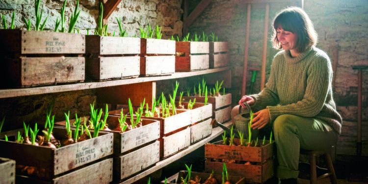 Гладіолуси у сховищі почали проростати