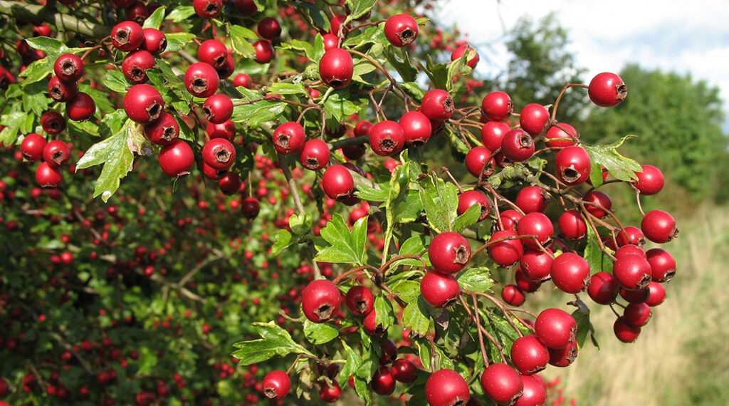 Глід потребує регулярного обрізування