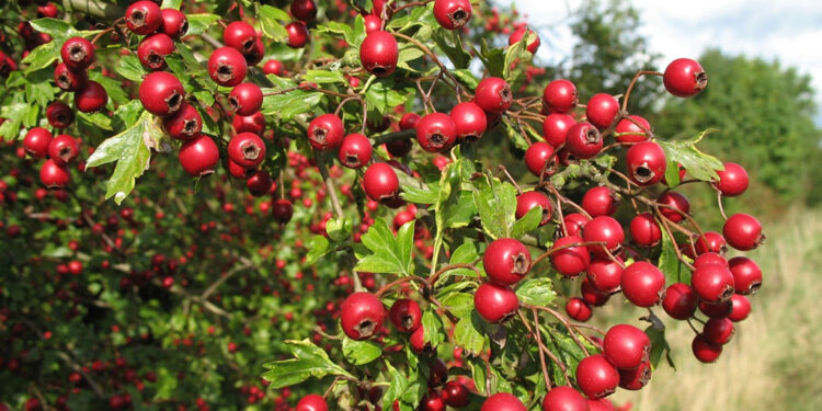 Глід потребує регулярного обрізування