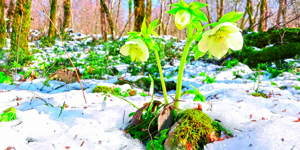 Березень на городі, в саду та квітнику