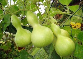 Торенія здивує цвітом