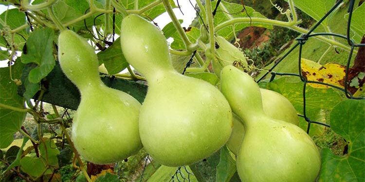 Торенія здивує цвітом