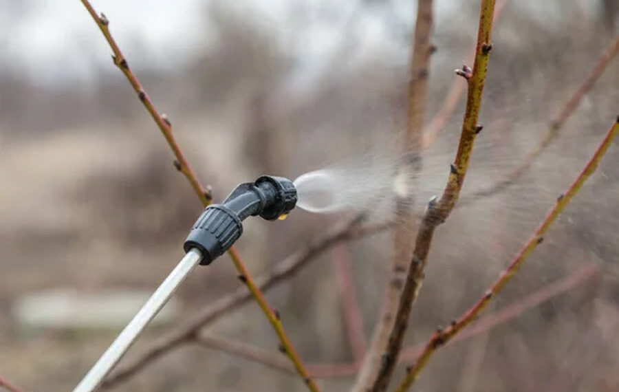 Замість побілки — одежинка